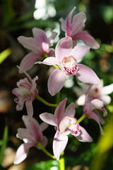 Fototapeta na wymiar Pink orchid on green leaves sunny background