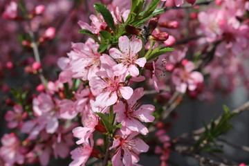 Fototapeta na wymiar Peach bloomed bright pink flowers on a sunny spring day