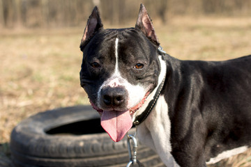 Dogs on a walk. American Staffordshire Terrier and pit bull Terrier.