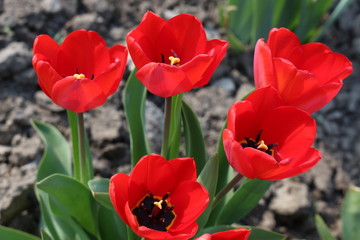 Obraz premium Red tulips bloomed in a bed of spring sunny day