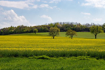 Pole rzepakowe z widokiem na drzewa i las