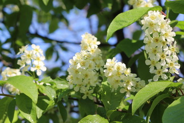  Bird cherry blossoms in delicate fragrant clusters of flowers on a sunny spring day