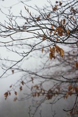 Fototapeta na wymiar Golden leaves on the bare branches of a tree on a foggy day