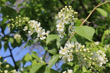  Bird cherry blossoms in delicate fragrant clusters of flowers on a sunny spring day