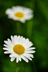 daisy in green grass