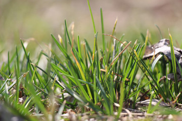 grass, green, in the month of March on a sunny background