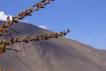 Tree branches against the sky
