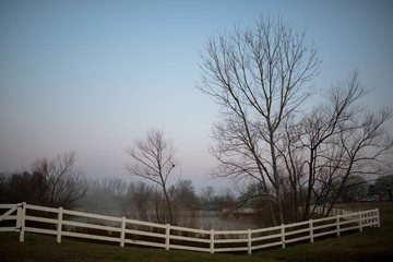 Fog on the Pond