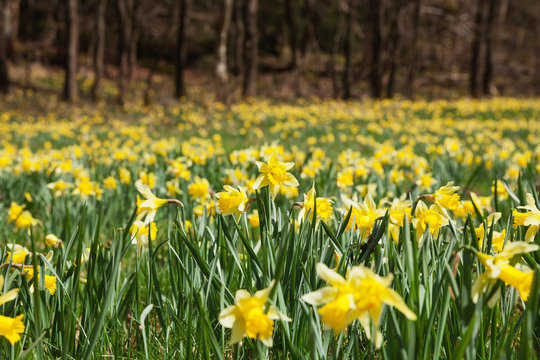 Germany, North Rhine-Westphalia, High Fens Eifel Nature Park, daffodils in spring