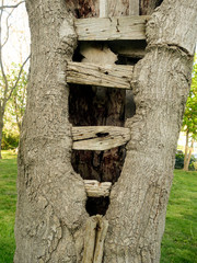 hollow, old tree - resisting time