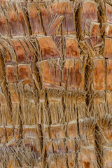 Texture of the palm tree trunk for background