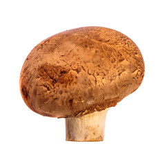 royal large champignon. on a white background