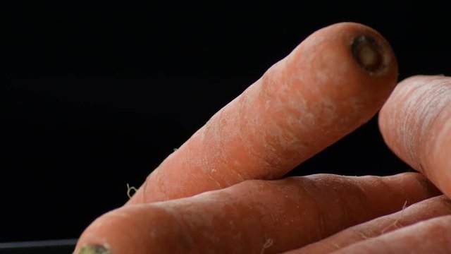 Carrot gyrating on a carrots pile. Daucus carota