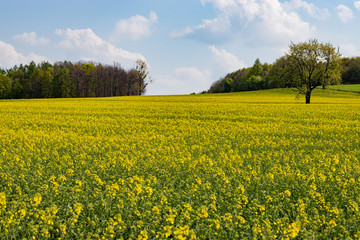 Obraz premium Pole rzepakowe
