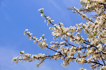 Blooming cherry plum against a blue sky