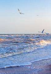 Waves on the sea near the shore and seagulls