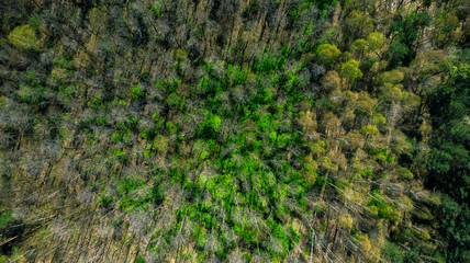 Spring forest,top down aerial view