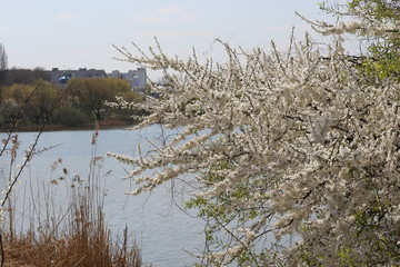  Blooming fruit tree against the background of water