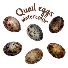 set of quail motley eggs isolated on white background. Handdrawn illustration  in style watercolor