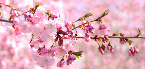 Branch of pink beautiful cherry blossoms