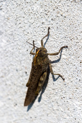 Obraz premium Big brown grasshopper on a concrete fence at the village of Krum, Southern Bulgaria