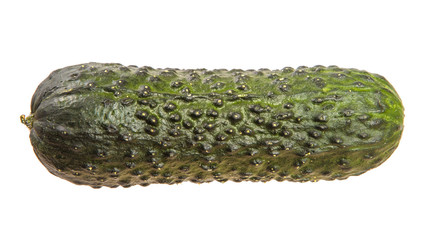 ripe green cucumber with pimples. on a white background