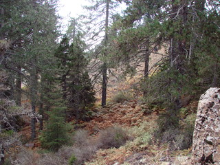 The landscape of a mountain forest on impassable slopes at an altitude of 1900 meters above sea level.