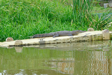 Scenic view of crocodile lying on bank of river in jungle near Puerto Limon - port town in Costa Rica. Beautiful look of alligator near small tropical country in Central America near Caribbean sea