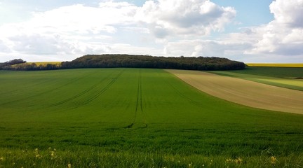 Obraz premium Campagne champenoise