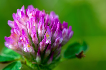 Macro photography of a fully developed red clover flower against a green background. Captured at the Andean mountains of central Colombia.