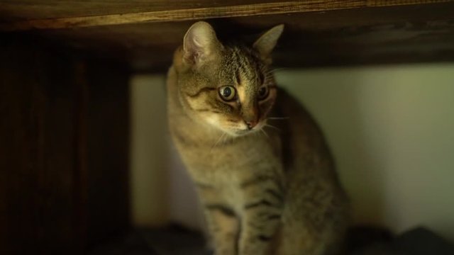 kot w oddalającym się kadrze