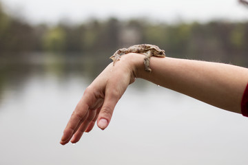 Close-up of European toad on woman's arm