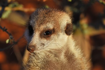 Erdmännchen Portrait (suricata suricatta) in der Kalahari (Namibia)