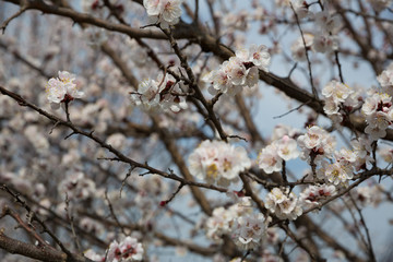 Blossoming apricot tree outdoor photo for graphic and web design, for website or mobile app.