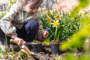 little girl planting flowers in the garden