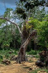 Fototapeta na wymiar Yucatan jungle 
