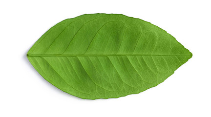 Green natural leaf isolated on white. Fresh avocado leaf bright rich color with streaks. Closeup of a horizontally positioned, a top view. Inner back side.