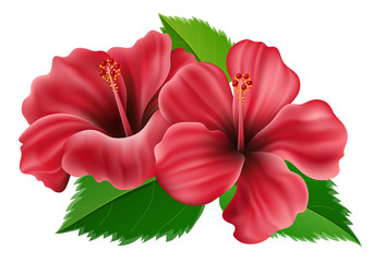 Pink hibiscus flower with green leaf for summer. Vector illustration isolated on white background, for exotic summer party and tropical nature design