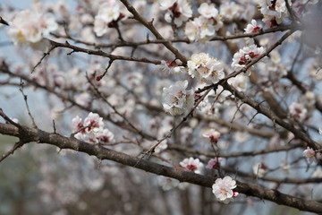 Blossoming apricot tree outdoor photo for graphic and web design, for website or mobile app.