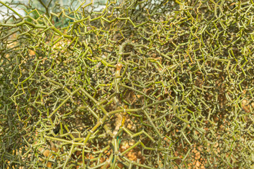 Zigzag plant in the greenhouse