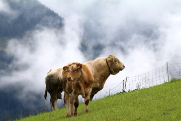 Kühe im Frühnebel auf der Alm