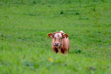 Kuh auf der Alm