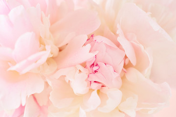 Fototapeta na wymiar Blurred delicate petals of a pink peony. Unfocused abstract floral background