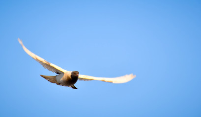 bird