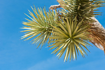Joshua tree (palm tree yucca) against blue sky, close up