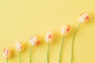 Flat lay composition with yellow tulips on a yellow background