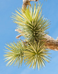 Fototapeta premium Joshua tree (palm tree yucca) against blue sky, close up