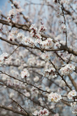 Blossoming apricot tree outdoor photo for graphic and web design, for website or mobile app.