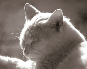 Cat warm sun