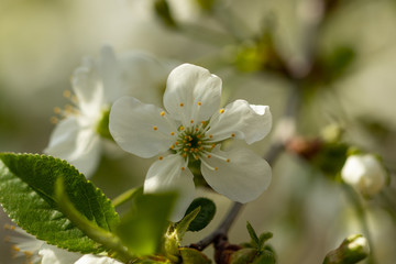 a spring Flowering branch against the blue sky backgrounds